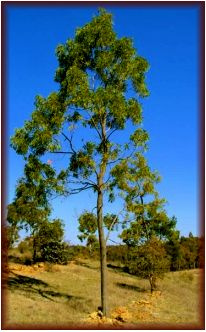 Acacia Hardwood